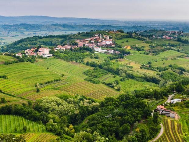 rebula goriška brda
